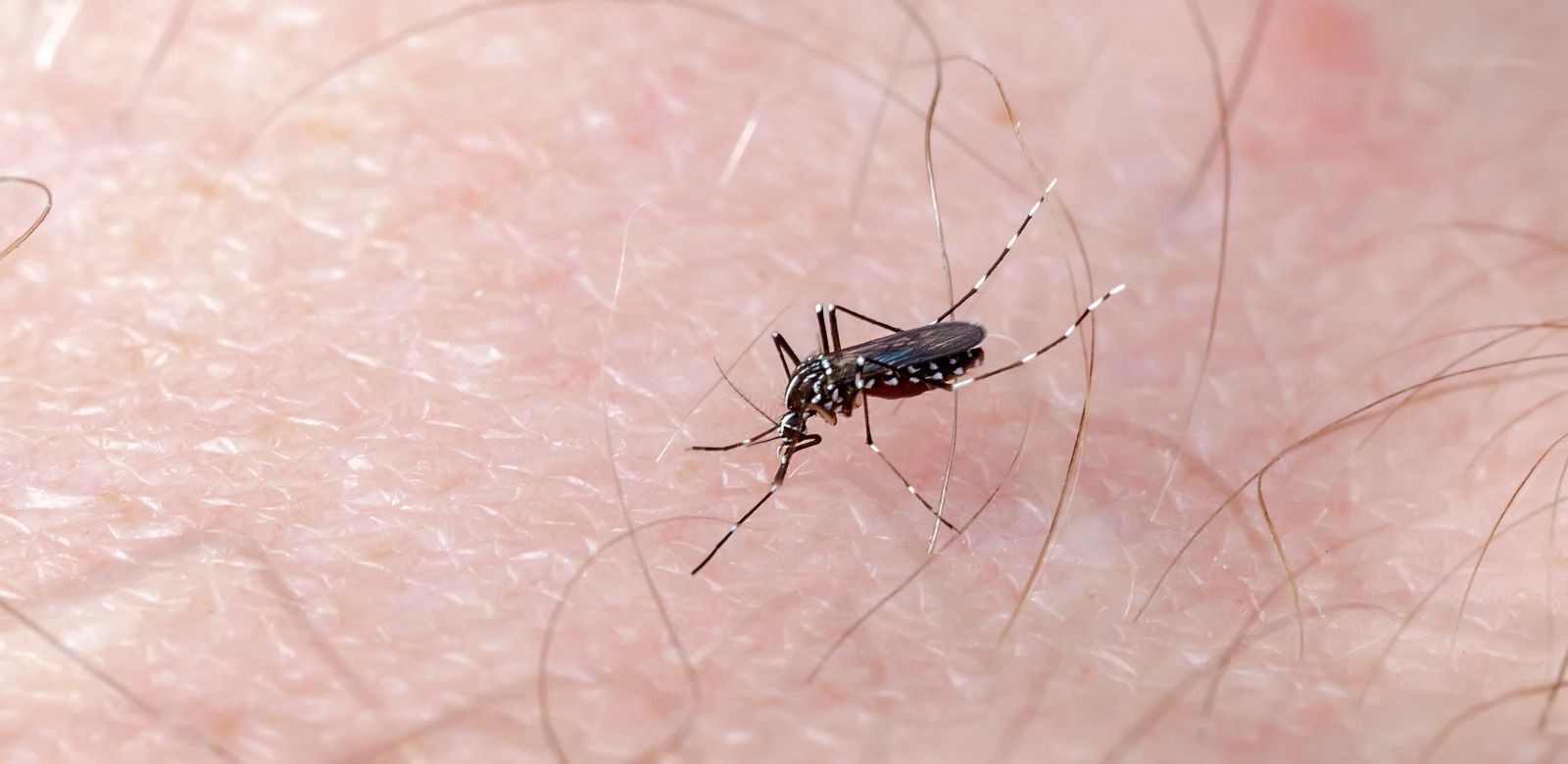 Mosquito dengue